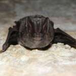 Barbastelle, by John Black