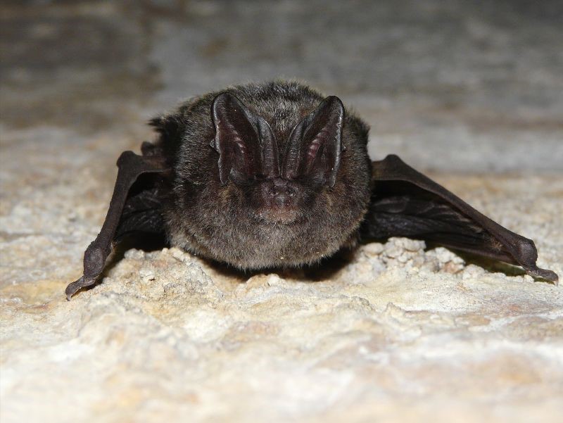 Barbastelle, by John Black