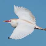 Cattle Egret by Philip Croft