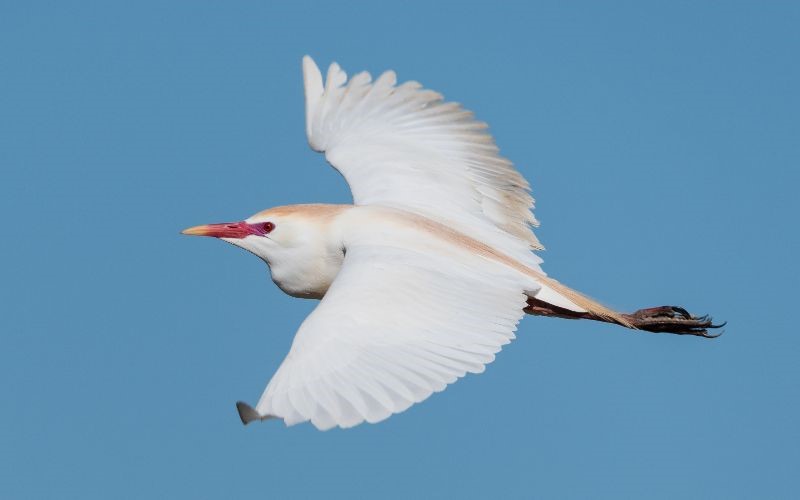 Cattle Egret by Philip Croft