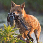 A Fox with a Magpie. Photo Credit: Tony McLean