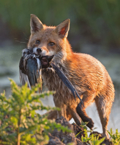 Read more about the article Why do foxes kill all the chickens in a hen-house?