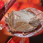 Green Shieldbug brown form, Wicks Path 17.11.20