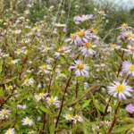 Michaelmas daisies, Childwall Woods and Fields LWS