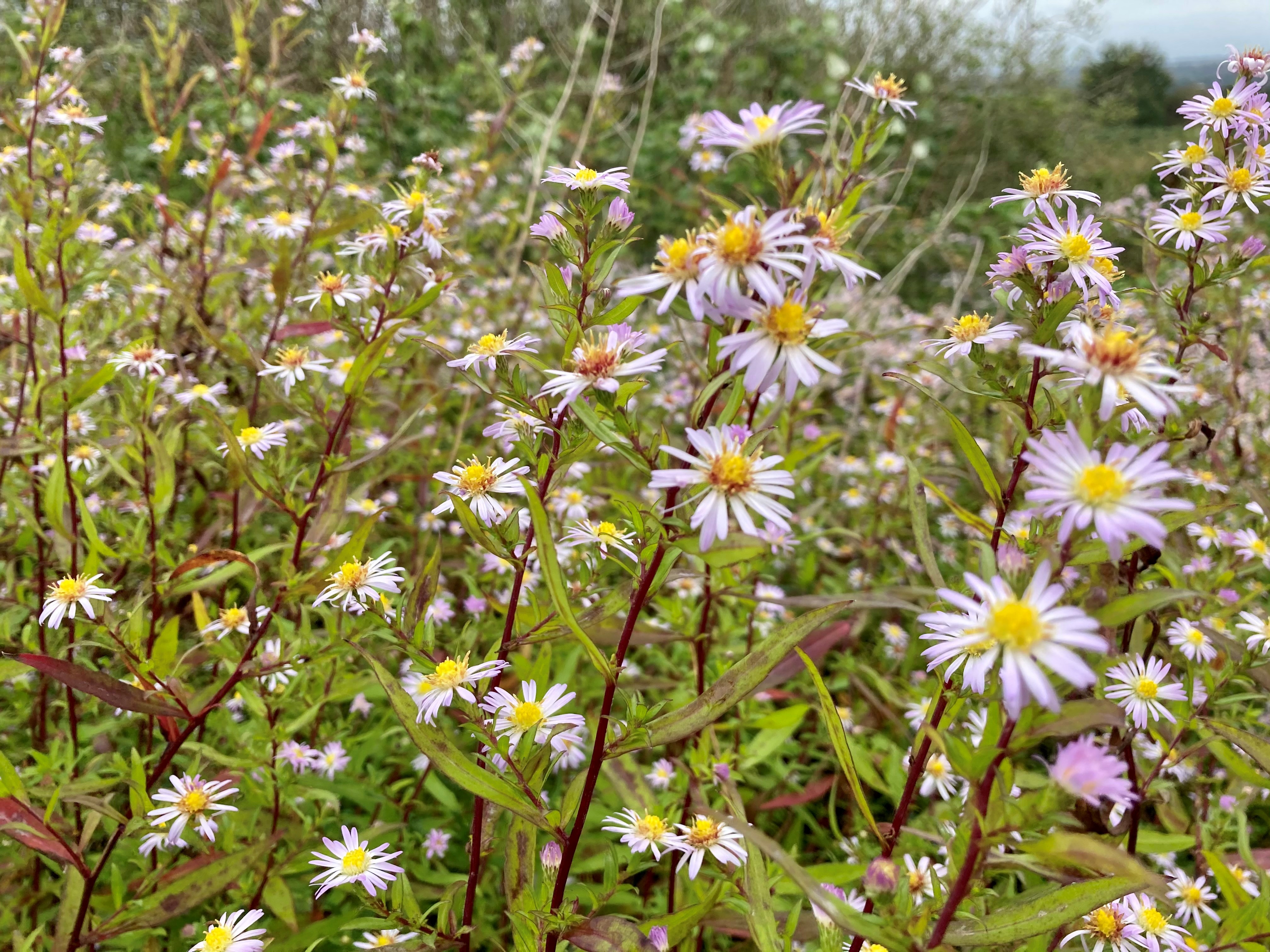 Michaelmas daisies, Childwall Woods and Fields LWS