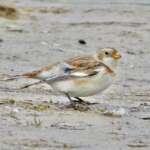Snow Bunting Ainsdale Beach, Pete Kinsella