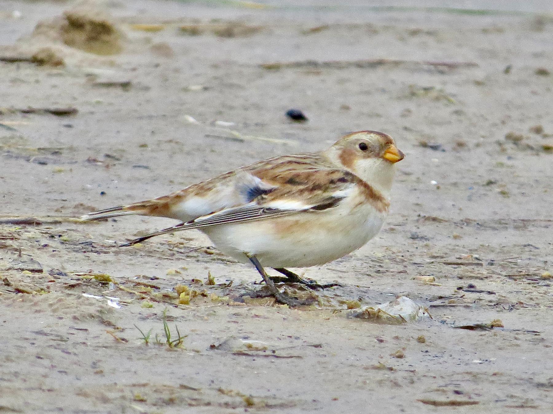 Snow Bunting Ainsdale Beach, Pete Kinsella