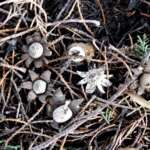 Geastrum floriforme (Daisy Earthstar) – Anthony Carter
