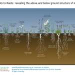 From Shoots to Roots: revealing the above and below ground meadow plants