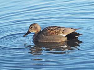 Read more about the article Dr Phil Smith: Wildlife notes January 2021