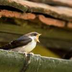 House Martin by Tom Streeter