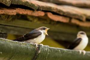 Read more about the article Volunteers help to shape conservation priorities for UK birds
