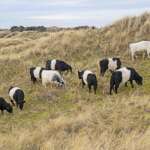 Belted Galloways at Ainsdale LNR