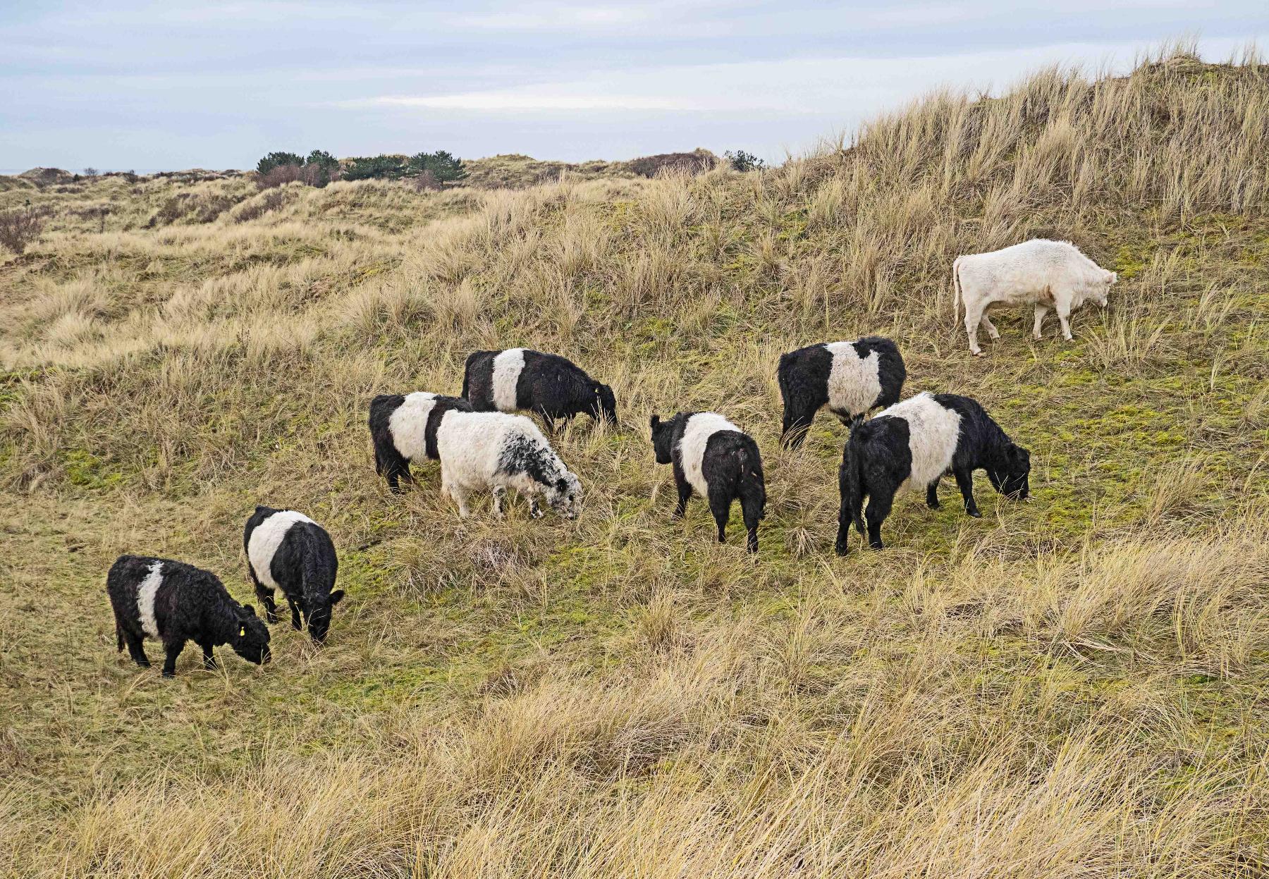 Belted Galloways at Ainsdale LNR