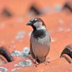 House Sparrow by John Harding