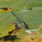 Male Small Red-eyed Damselfy, Lee Park Golf Course by Steve Young