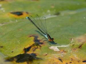 Read more about the article Dragonflies & Damselflies of North Merseyside by Steve White