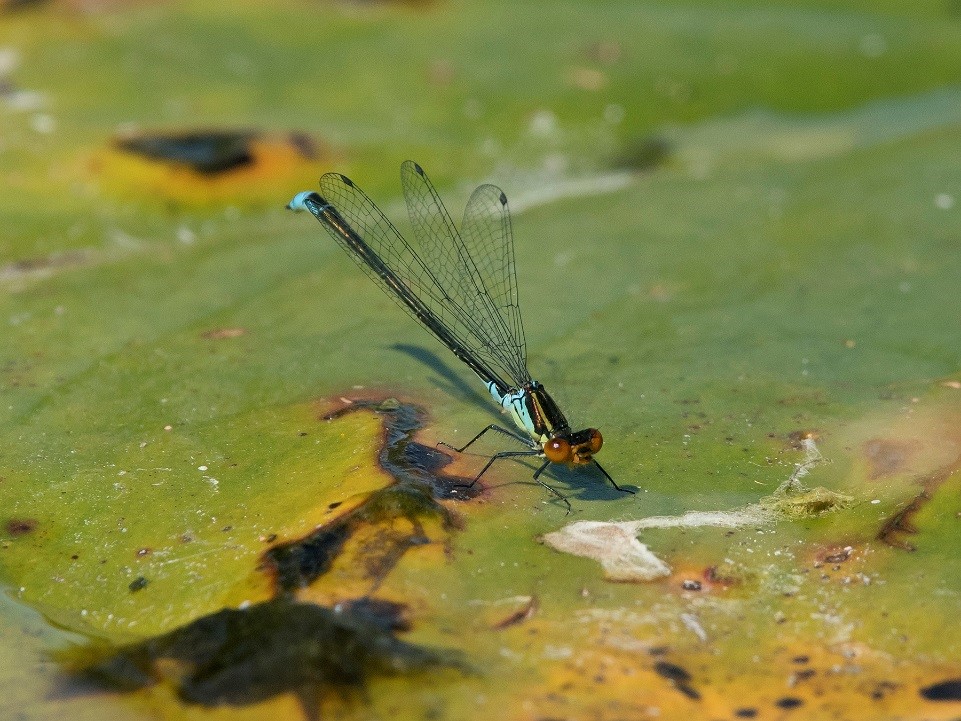 Male Small Red-eyed Damselfy, Lee Park Golf Course by Steve Young