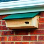 RSPB Swift Nest Box