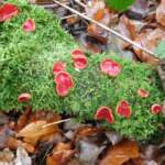 Scarlet Elf Cup