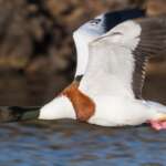 Shelduck by Philip Croft