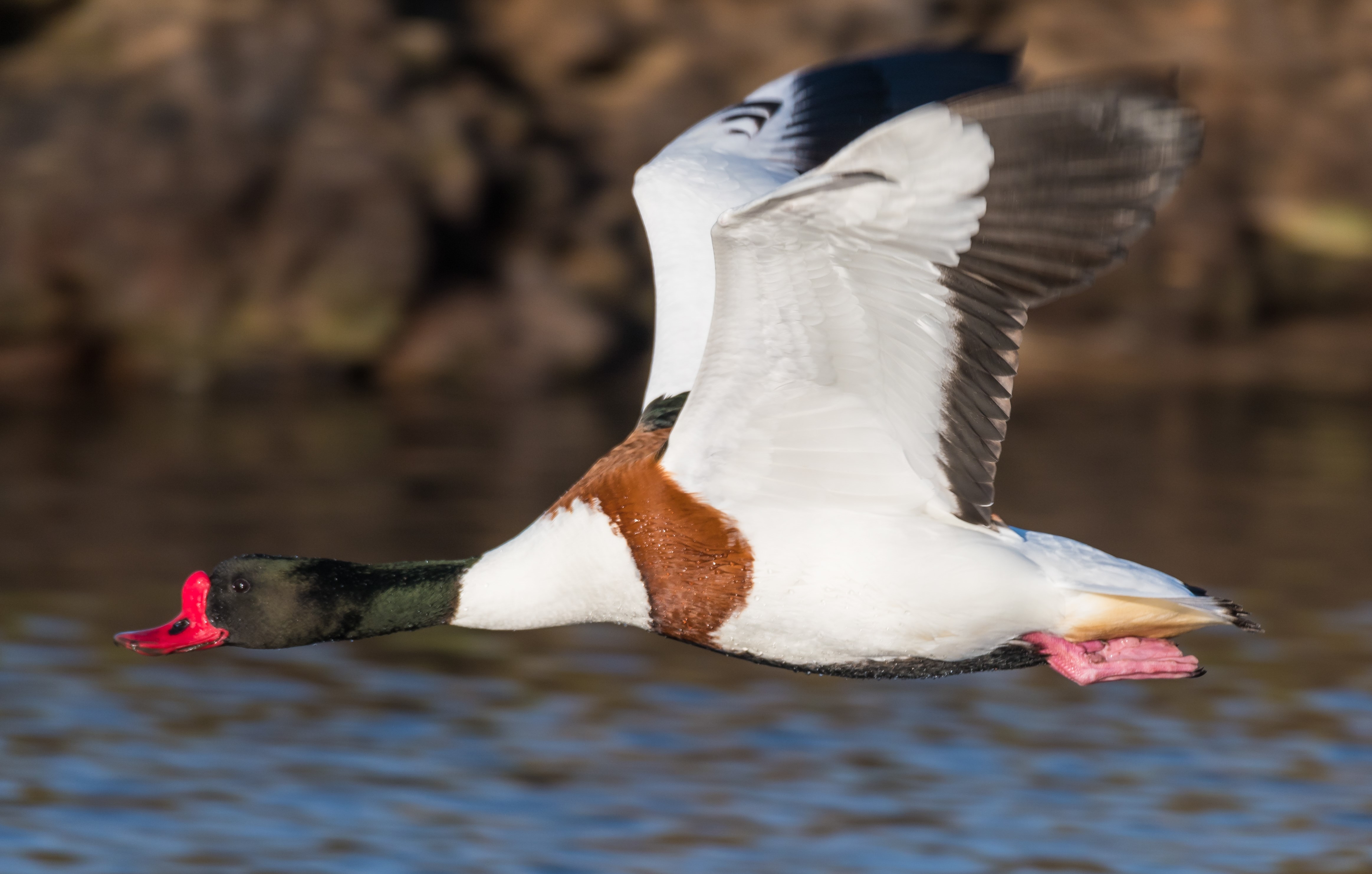 Shelduck by Philip Croft
