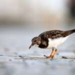 Turnstone by Sarah Kelman