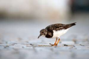Read more about the article Survey of UK’s coast highlights change in wintering waterbird populations