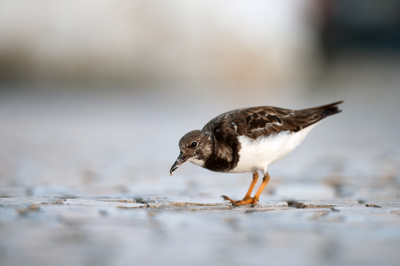 Turnstone by Sarah Kelman