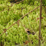 Zoomed in image of the spiky bog-moss (Sphagnum squarrosum)