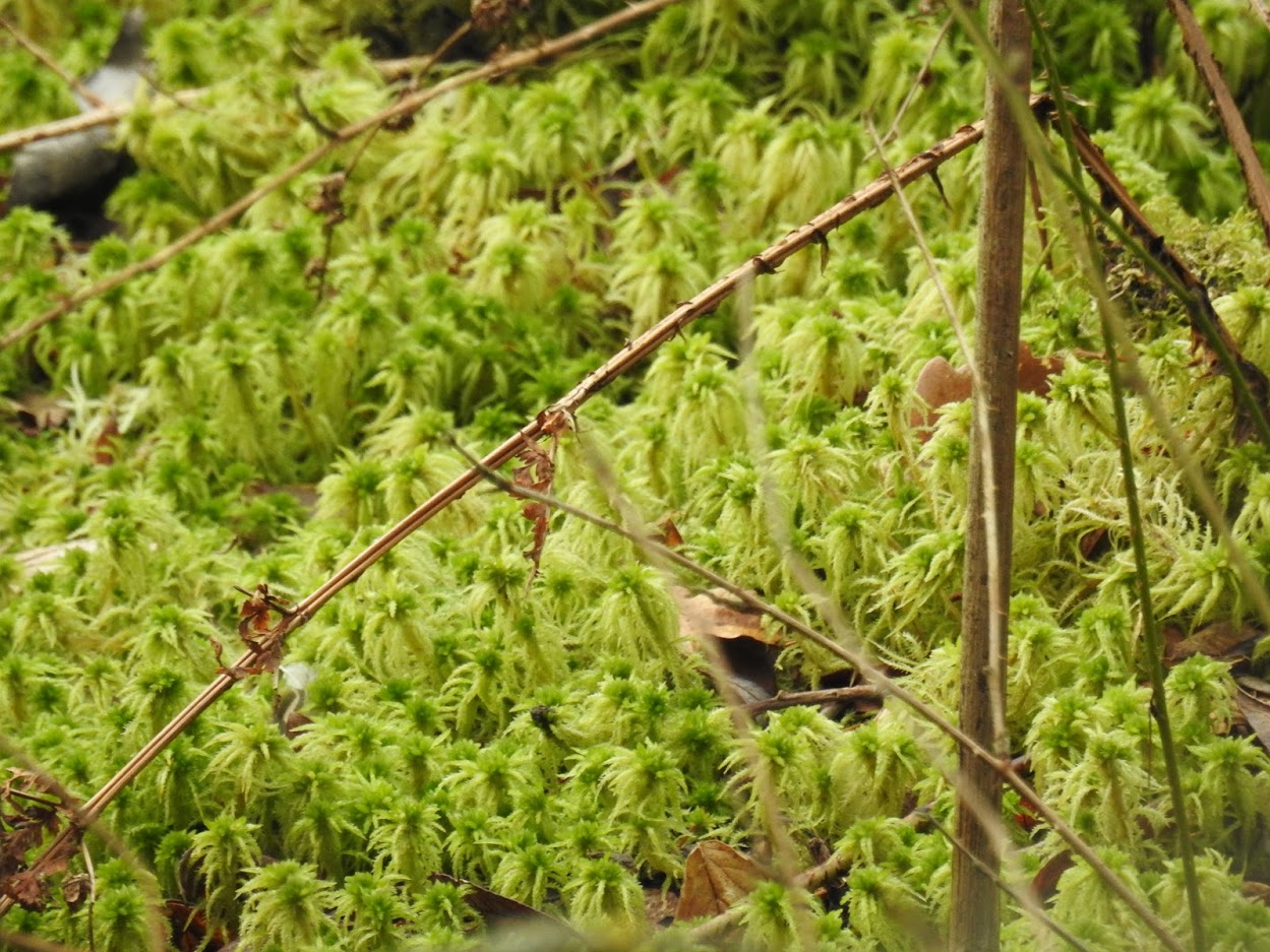 Zoomed in image of the spiky bog-moss (Sphagnum squarrosum)