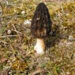 Black Morel (Morcella elata)