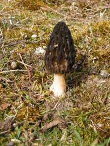 Read more about the article Fungi Fun: Morels