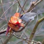 Blackcap by Benjamin Van Doren