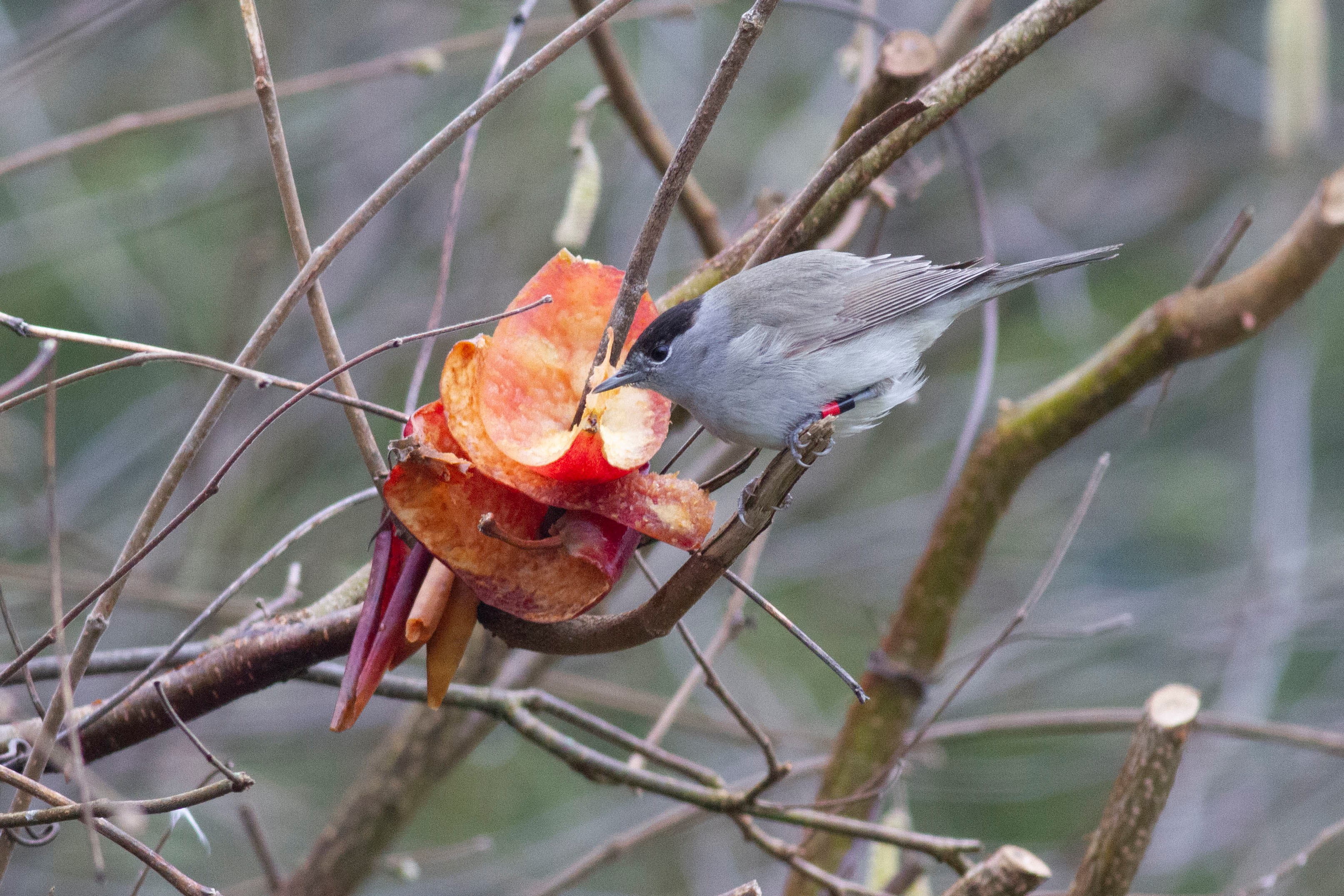 Blackcap by Benjamin Van Doren