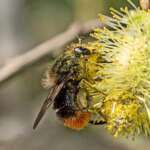 ​  Large Bear-hoverfly (Criorhina ranunculi) Ainsdale NNR  ​