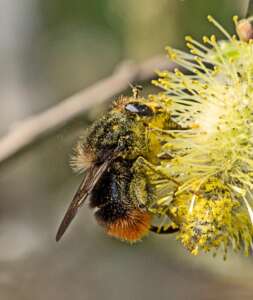 Read more about the article Dr Phil Smith: Wildlife notes March 2021