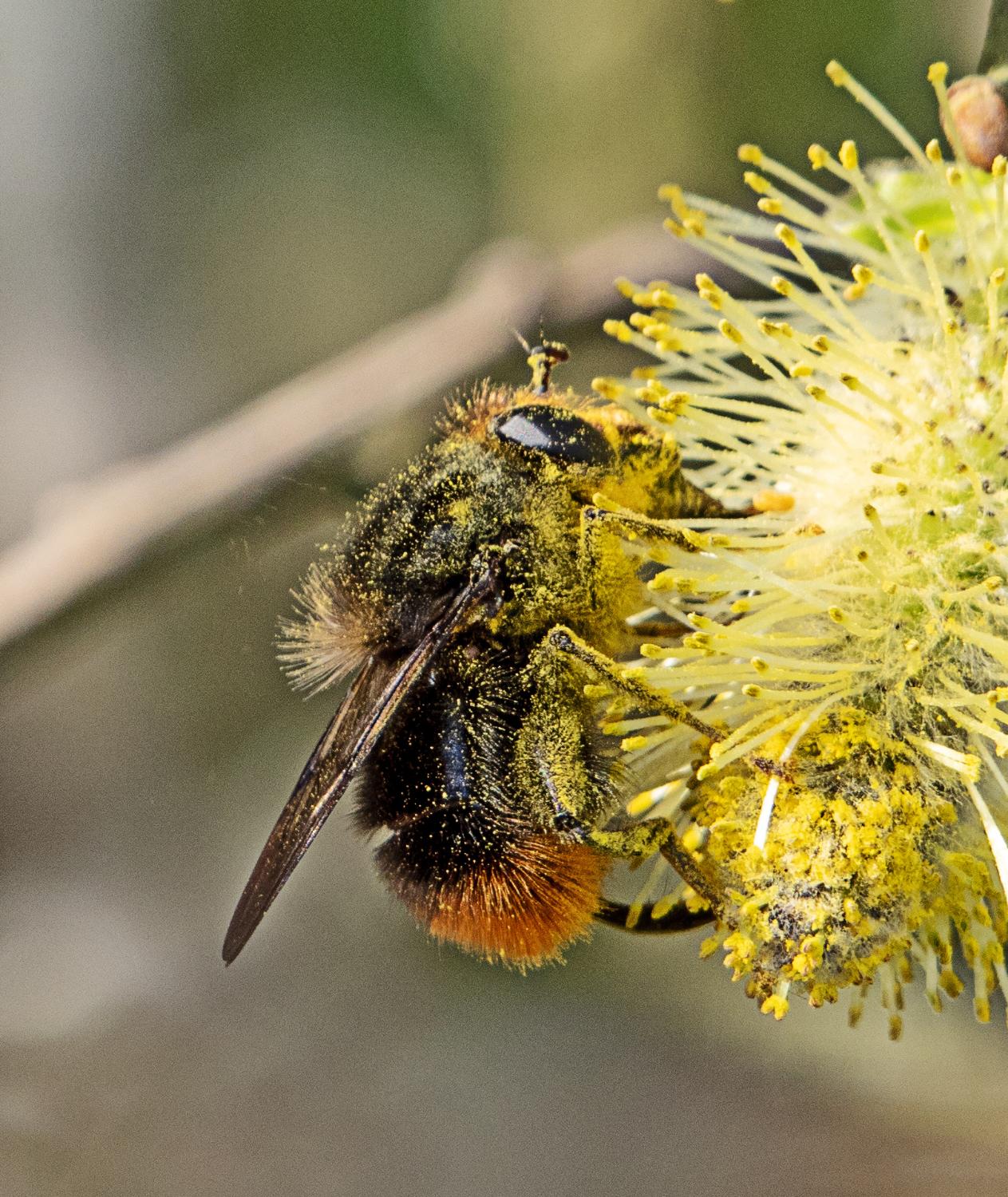 ​  Large Bear-hoverfly (Criorhina ranunculi) Ainsdale NNR  ​