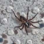 Toothed Weaver Spider (Textrix denticulata)  Amanda Barber