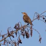 Redwing, Liz Cutting