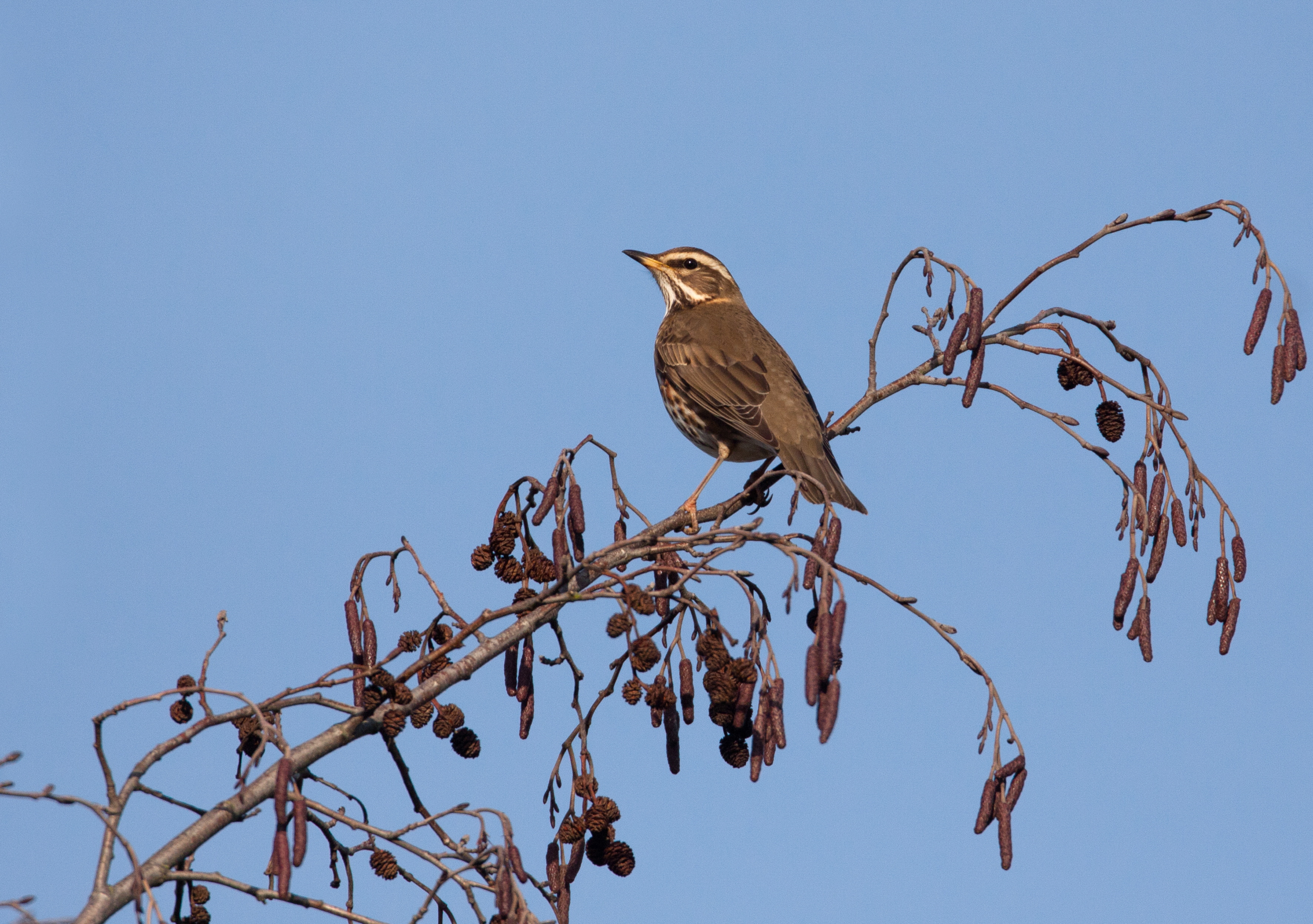 Redwing, Liz Cutting