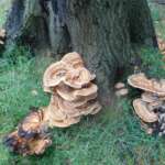Meripilus giganteus, Giant Polypore