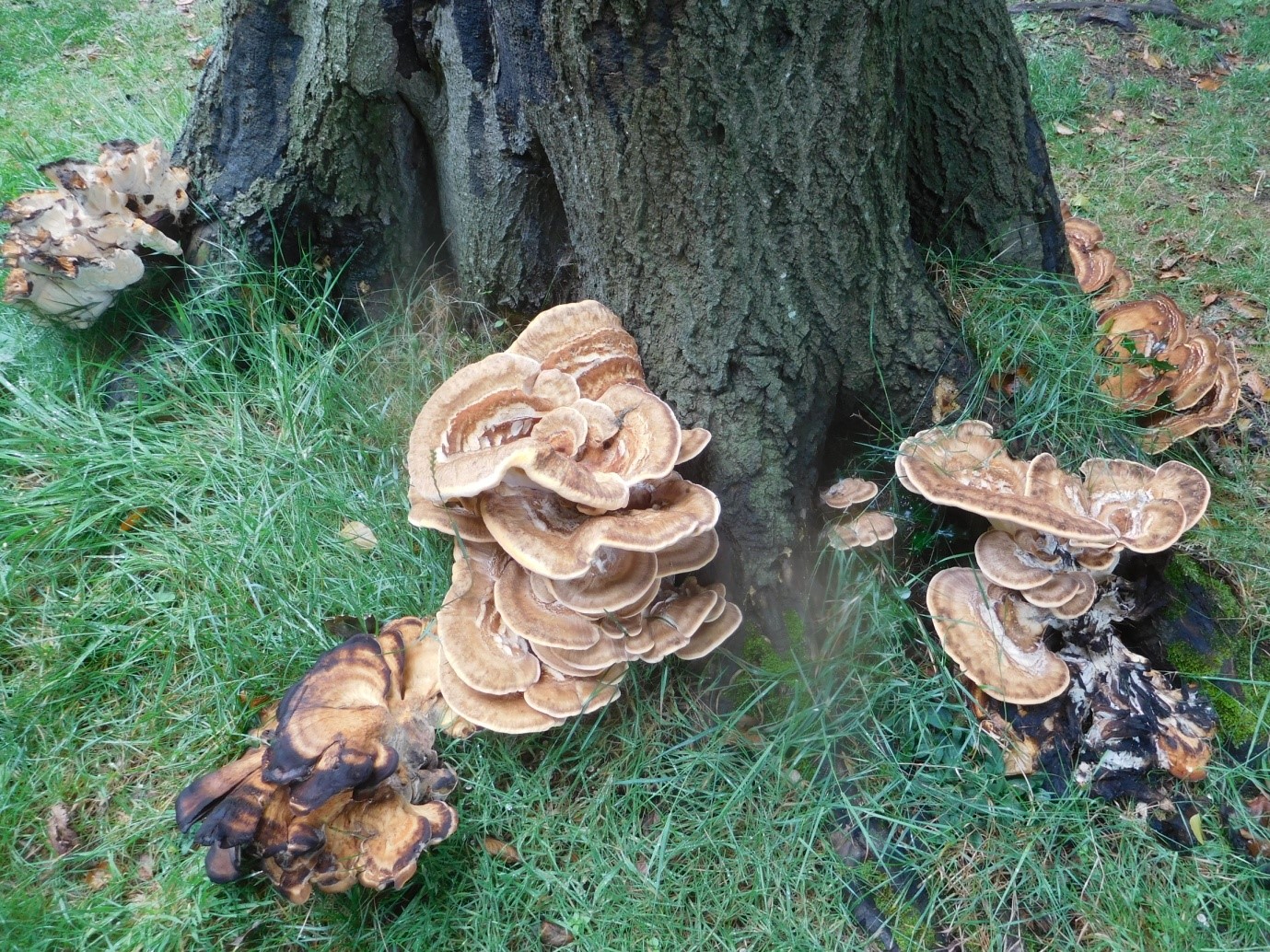Meripilus giganteus, Giant Polypore