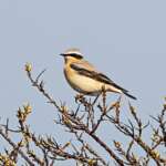 Wheatear Ainsdale LNR