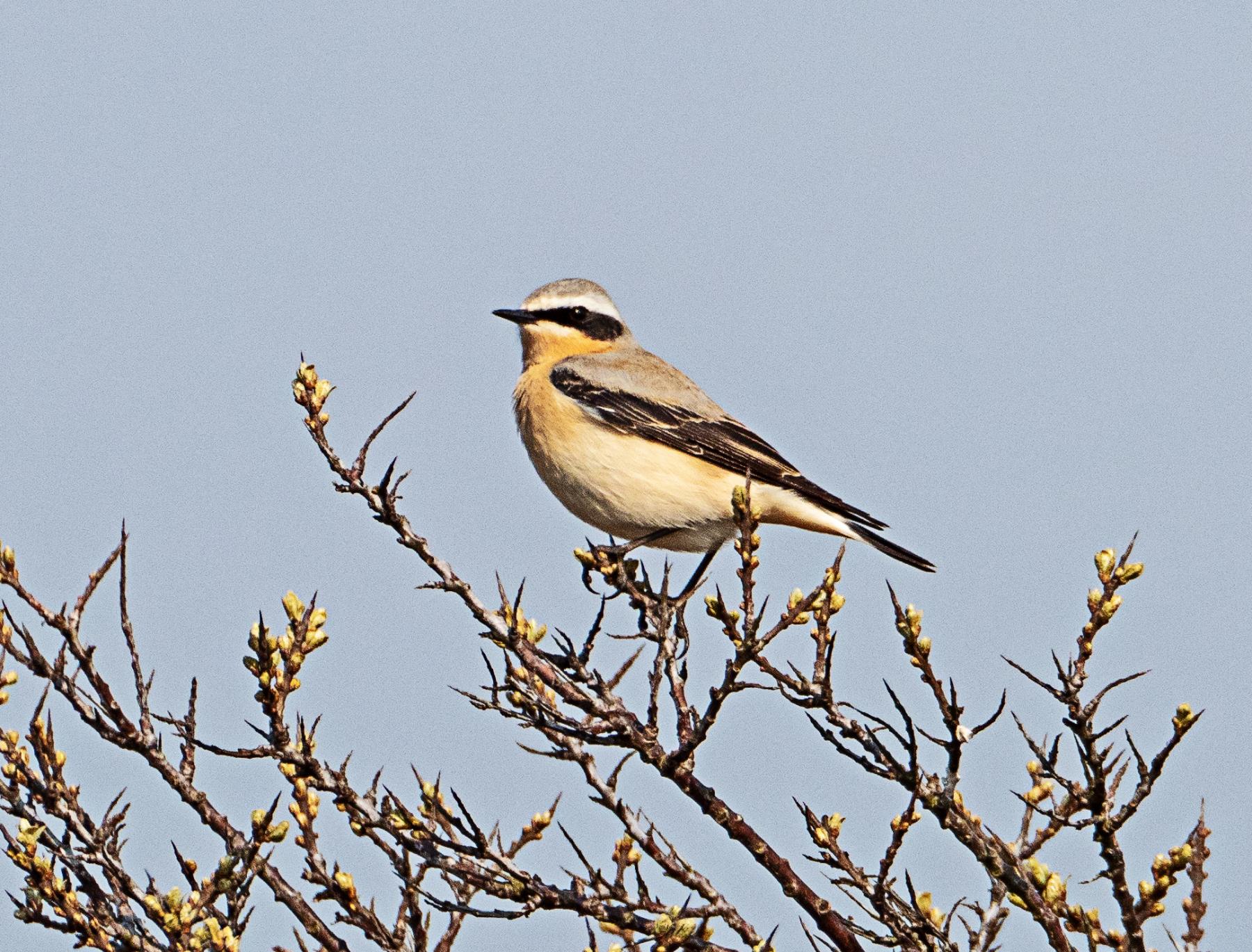 Wheatear Ainsdale LNR