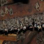 Greater mouse- eared bat at Ratkova