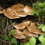 Ceriporus (Polyporus) squamosus (Dryad’s Saddle)