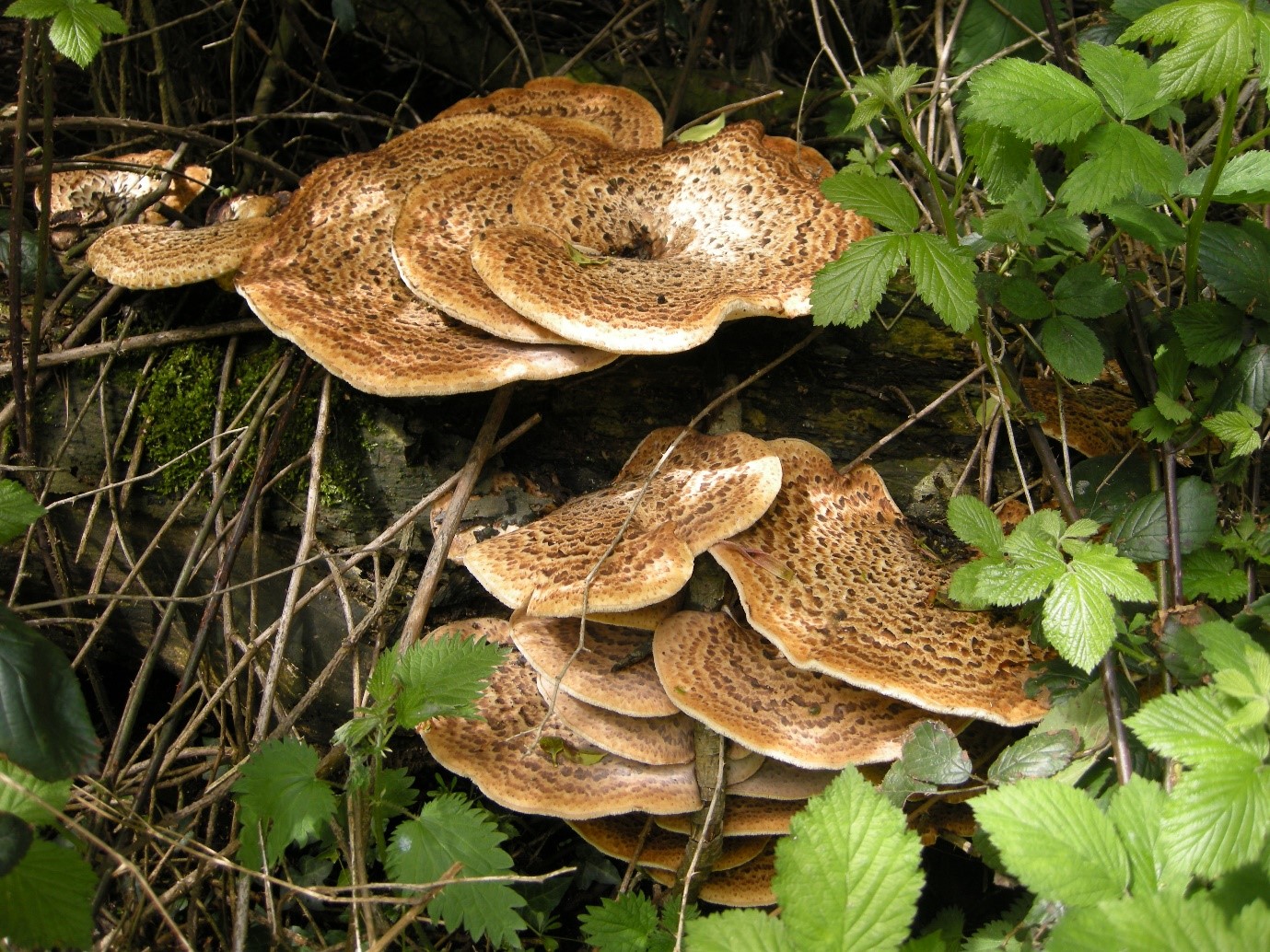 Ceriporus (Polyporus) squamosus (Dryad’s Saddle)