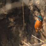 Kingfisher Sankey Valley Canal Amanda Barber