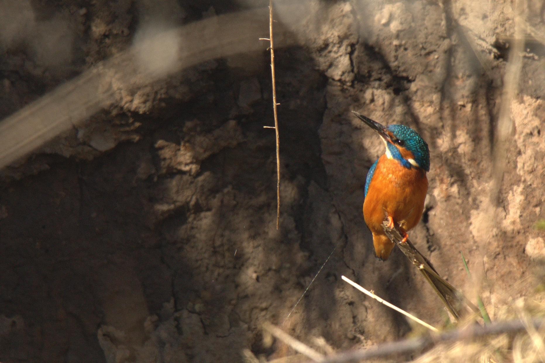 Kingfisher Sankey Valley Canal Amanda Barber